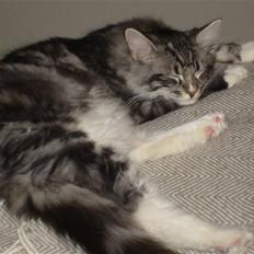 Blanding af racer Curu