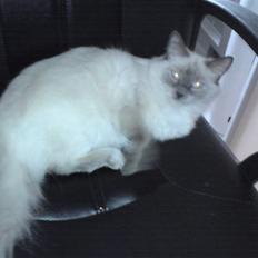 Ragdoll Afrodite