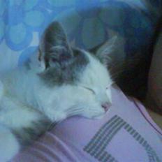 Blanding af racer Snefnug