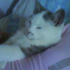 Blanding af racer Snefnug