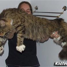 Maine Coon Gismo