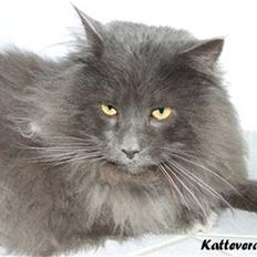 Maine Coon Diablo