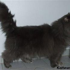 Maine Coon Diablo
