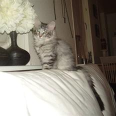 Maine Coon Silver Calypso