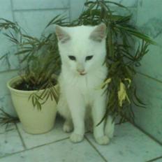 Blanding af racer Snebold