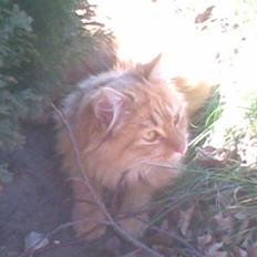 Huskat Frantz Ferdinan 