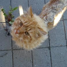 Huskat Frantz Ferdinan 