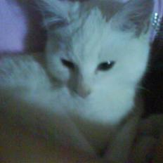 Blanding af racer Snebold