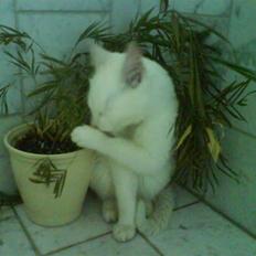 Blanding af racer Snebold