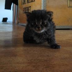 Blanding af racer Lille Miv