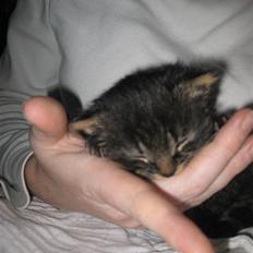 Blanding af racer Lille Miv