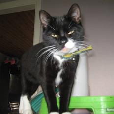 Blanding af racer Gucci