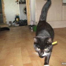 Blanding af racer Gucci