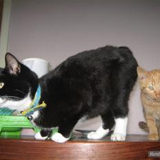 Blanding af racer Gucci