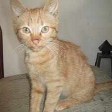 Blanding af racer Louis den anden *R.I.P*