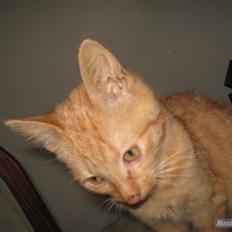 Blanding af racer Louis den anden *R.I.P*