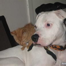 Blanding af racer Louis den anden *R.I.P*