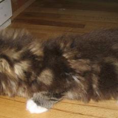 Maine Coon Monster (Mons)