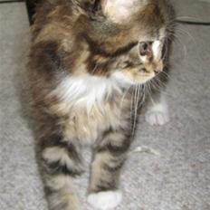 Maine Coon Monster (Mons)