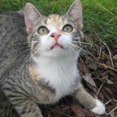 Huskat Kiwi | R.I.P 3-6-09