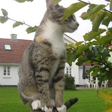 Huskat Kiwi | R.I.P 3-6-09