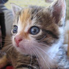 Huskat Kiwi | R.I.P 3-6-09