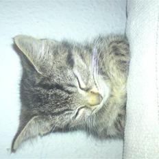 Blanding af racer Mars