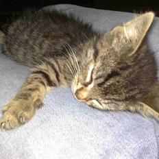 Blanding af racer Mars