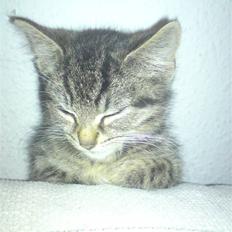 Blanding af racer Mars