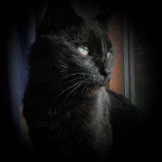 Blanding af racer Beppo