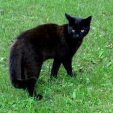 Blanding af racer Beppo