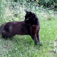 Blanding af racer Beppo