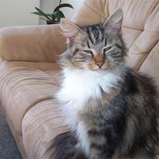 Maine Coon Freja