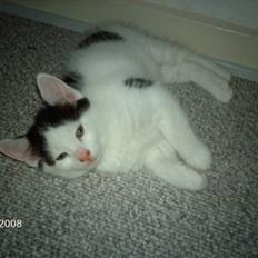 Norsk Skovkat Basse <3 