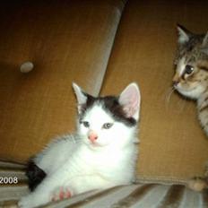 Norsk Skovkat Basse <3 