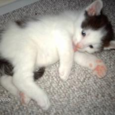 Norsk Skovkat Basse <3 