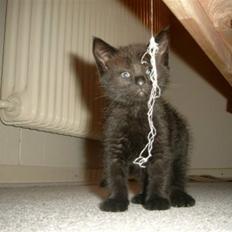 Blanding af racer Buster <3