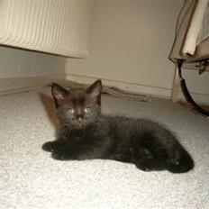 Blanding af racer Buster <3