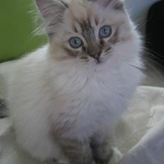 Ragdoll Diva