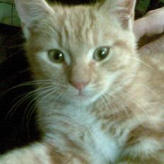 Blanding af racer mulle 2008*    +2009