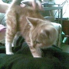 Blanding af racer mulle 2008*    +2009