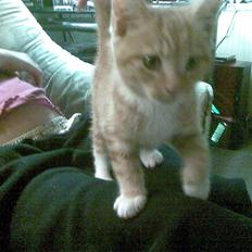 Blanding af racer mulle 2008*    +2009