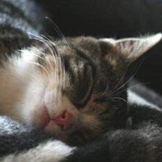 Blanding af racer Pelle