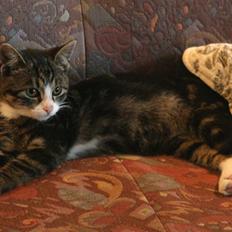 Blanding af racer Pelle