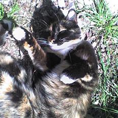 Blanding af racer Nala