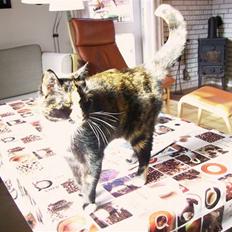 Blanding af racer Nala