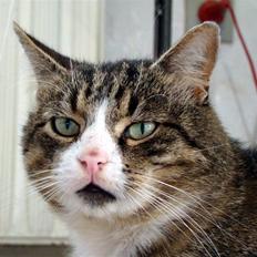 Blanding af racer Boris