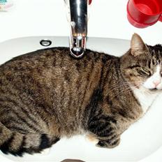 Blanding af racer Boris