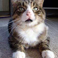 Blanding af racer Boris