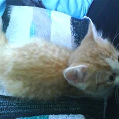 Huskat Sophus Snip (DØD)